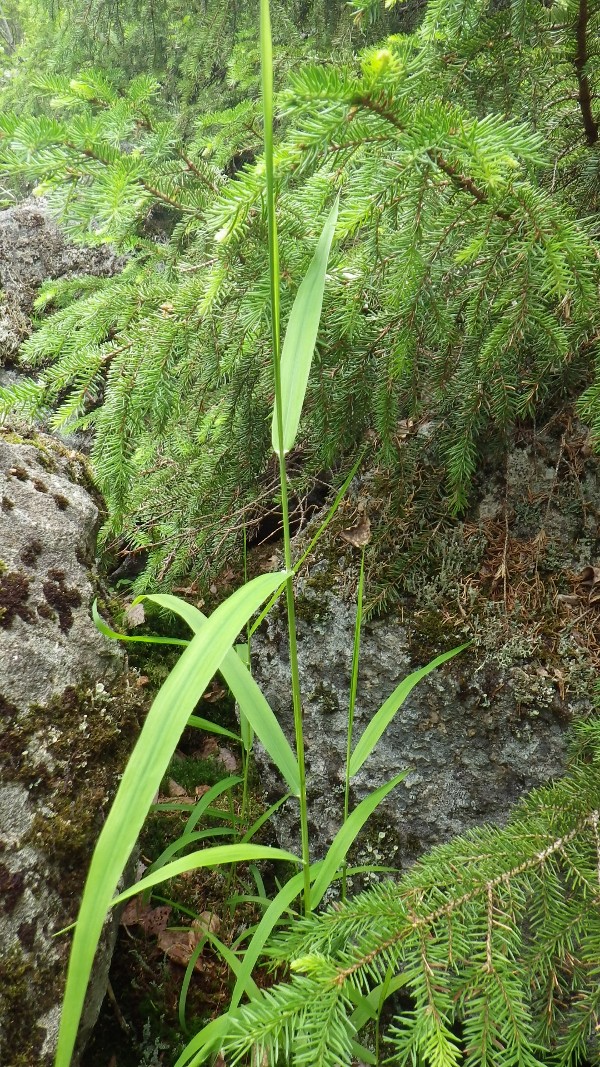 Cinna latifolia varsi
