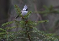 Etelä-Hämeen luonnonsuojelupiiri: Lintujen uhanalaisuutta voidaan vähentää kosteikkojen ylläpidolla ja metsien monimuotoisuudella