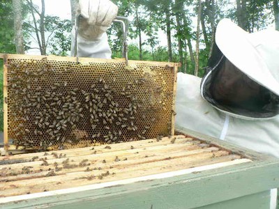 Mehiläispesän kehä