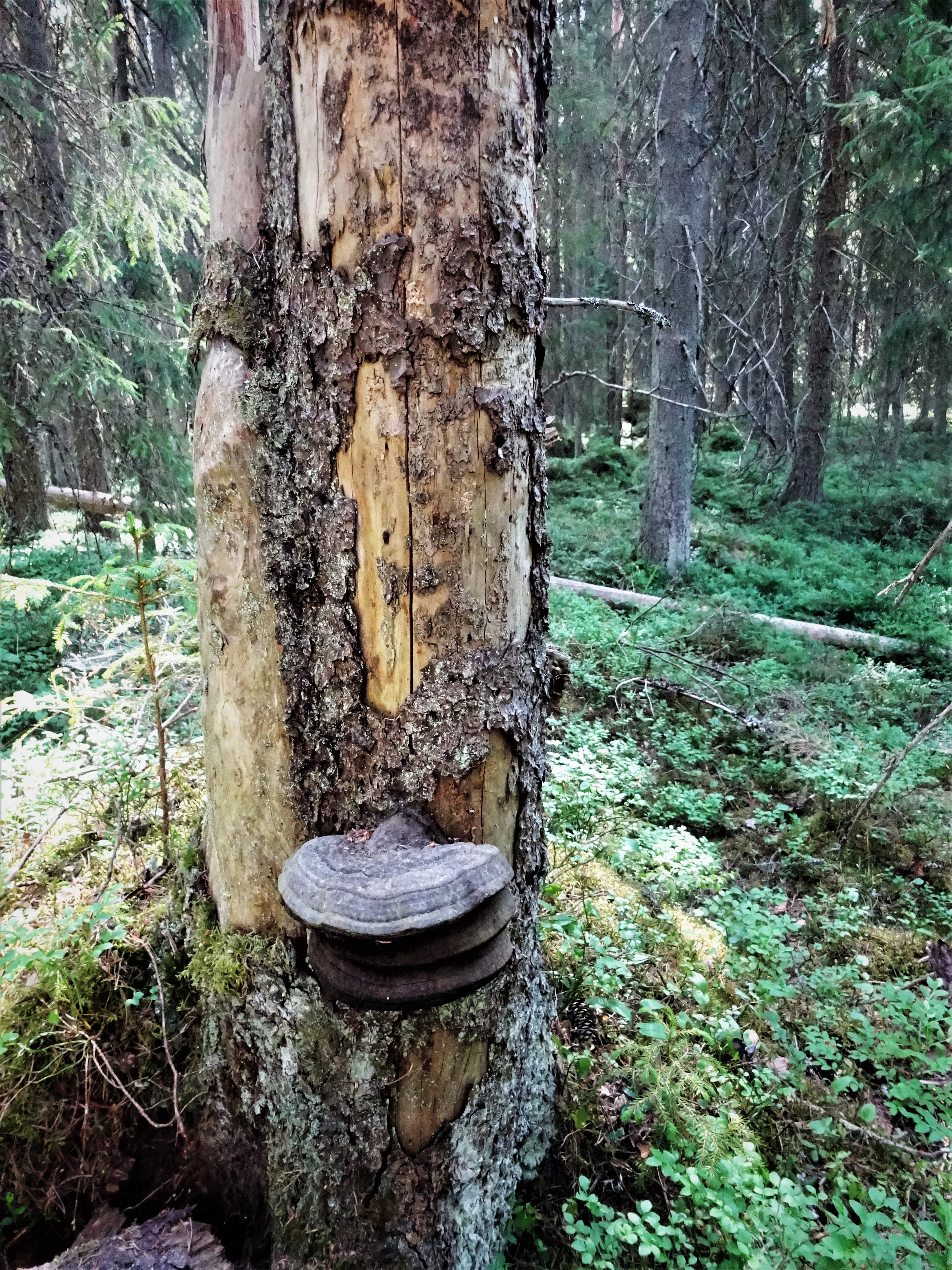 Suomen luonnonsuojeluliiton Satakunnan piirin  metsäretket Suomen luonnon päivänä 