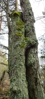 Suomen luonnonsuojeluliiton Satakunnan piiri jättää metsäneuvoston