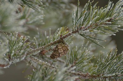 16. Mänty (Pinus sylvestris)