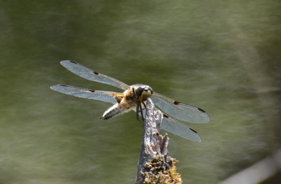 56. Ruskohukankorento (Libellula quadrimaculata)