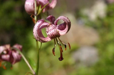 60. Varjolilja (Lilium martagon)