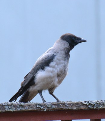 82. Varis, poikanen (Corvus corone cornix)
