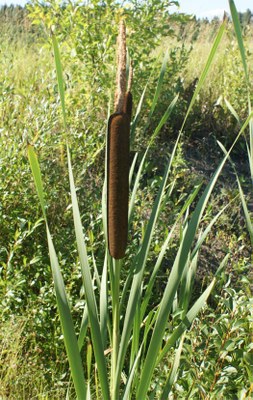 88. Leveäosmankäämi (Typha latifolia)